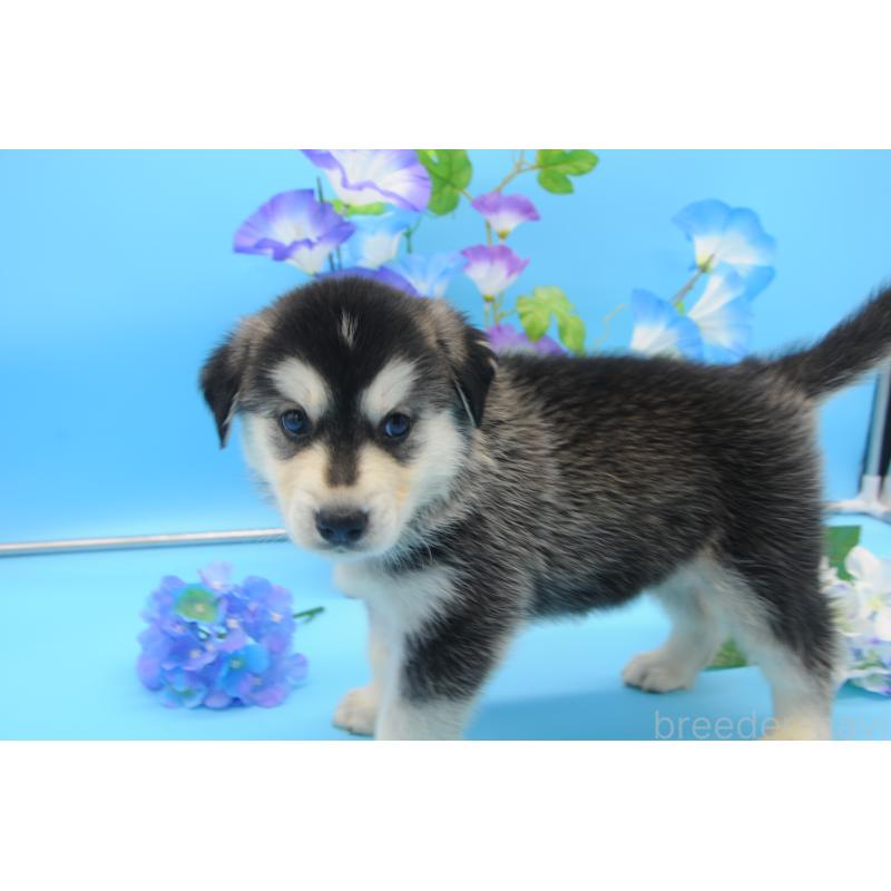 販売中の岡山県のミックス犬-399874の6枚目